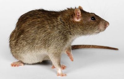 贵阳专业灭老鼠