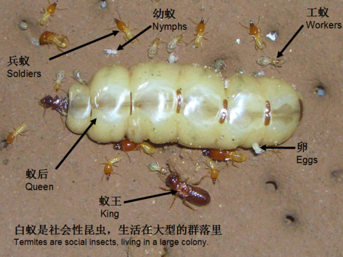 滅白蟻1.jpg
