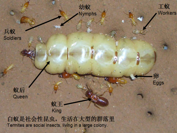 滅白蟻1.jpg